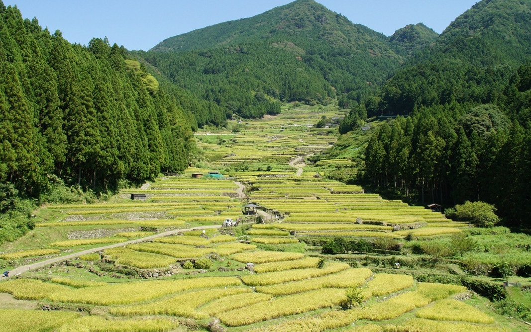 新城市四谷の千枚田(新城市)