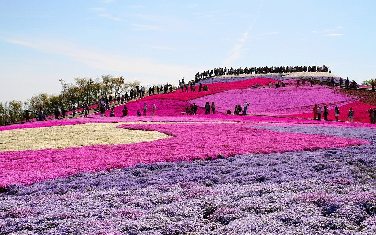 春の茶臼山高原。40万株の芝桜が咲き誇ります(豊根村)