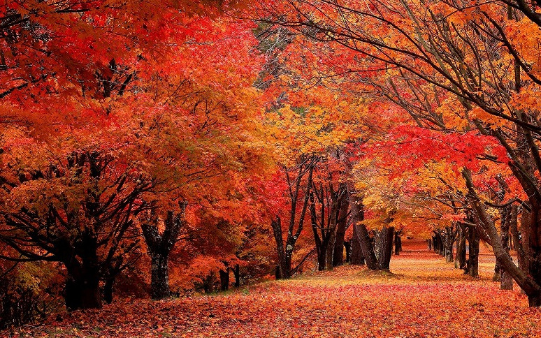 みのわ町　もみじ湖　１万本のもみじに包まれて(箕輪町)