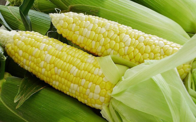 メロンと同等の甘さを誇り生でも食べられるのが特徴(森町)