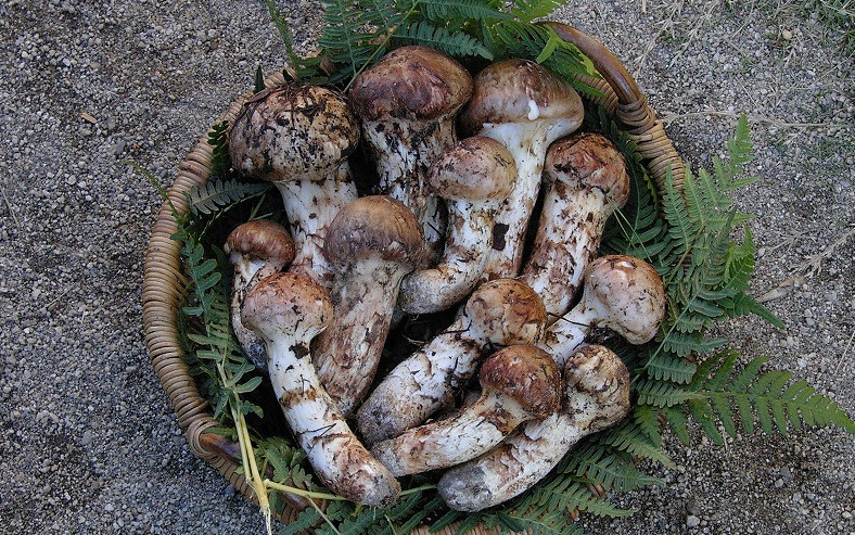 豊丘村の特産“松茸”は味、香り、歯ごたえ１級品！(豊丘村)