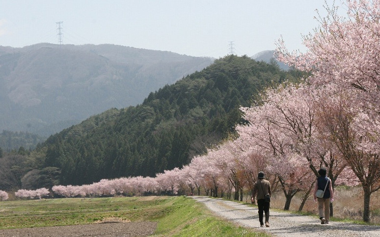 桜は設楽町で(設楽町)